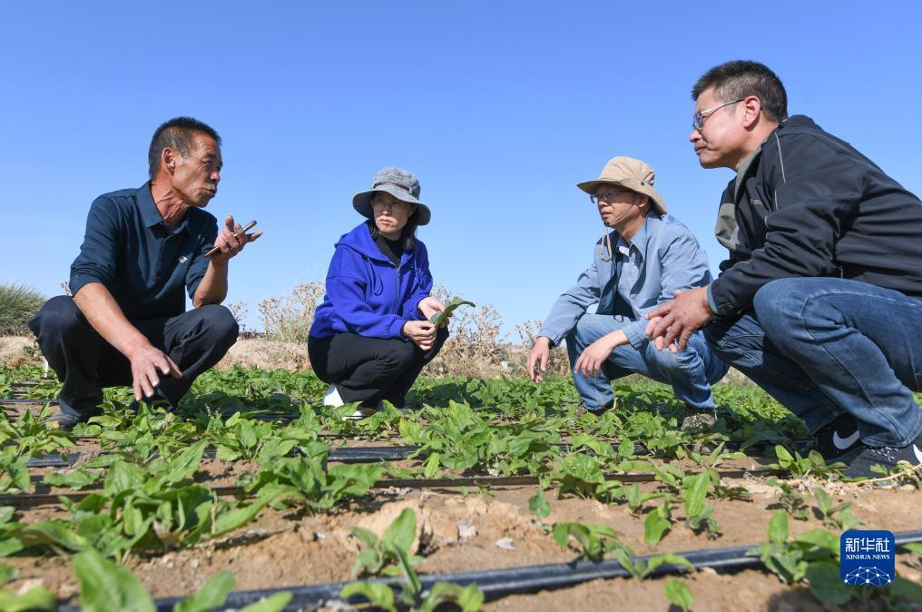 白菜信息网